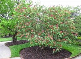 aesculus pavia at cbg 2010h2